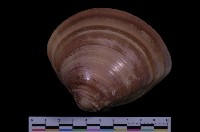 藏品(中華文蛤)的圖片